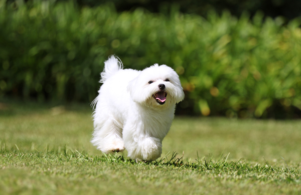 Dog running in grass