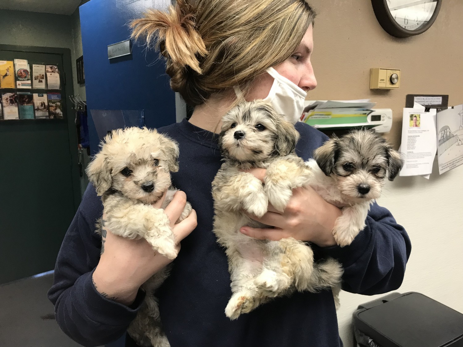 Woman holding puppies