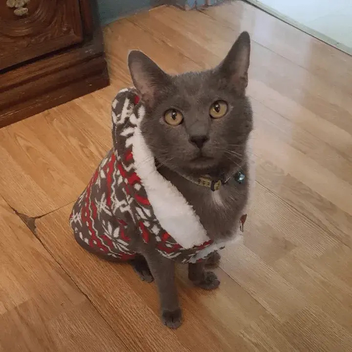 Grey cat in sweater