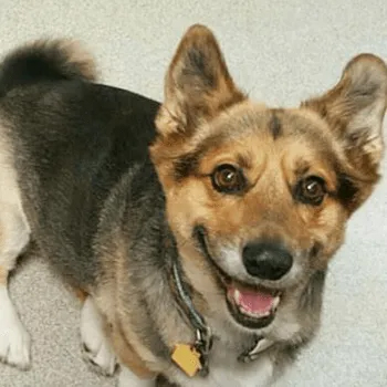 Brown Corgi