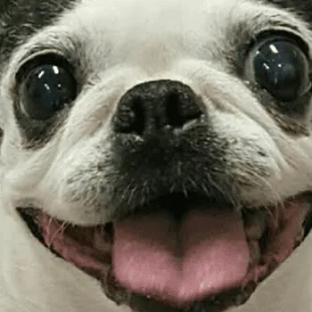 close up pug