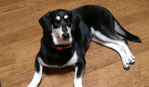 Black and White Dog