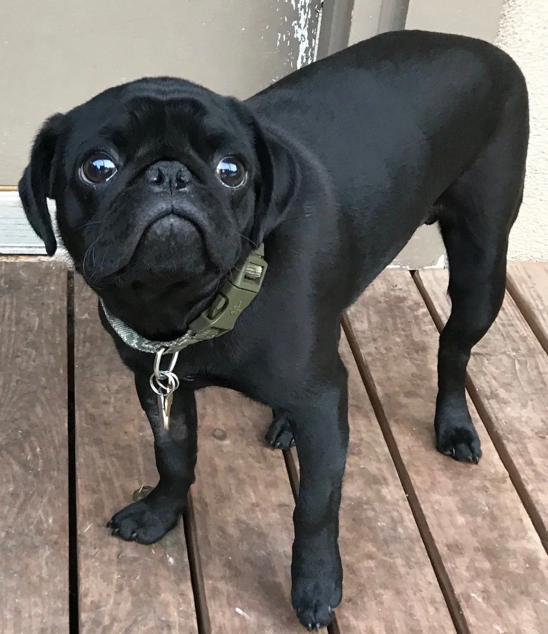 Black Pug Dog