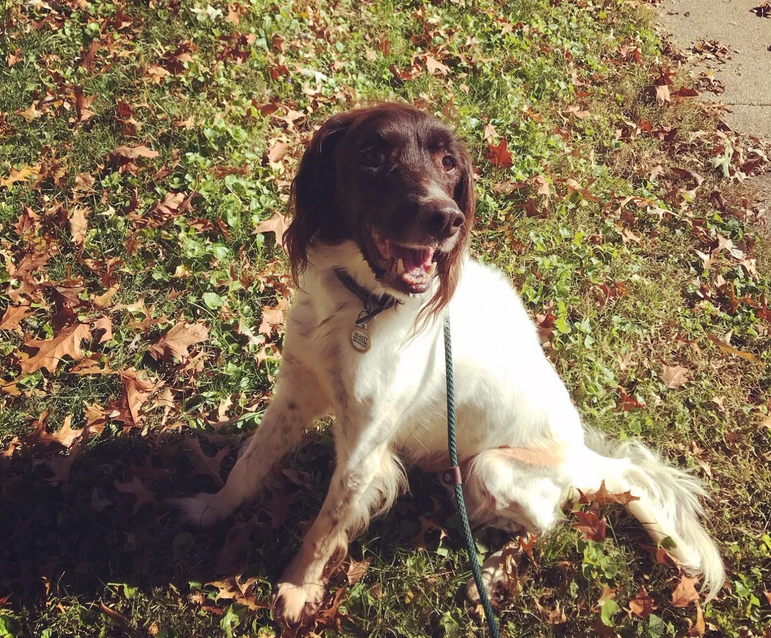 Brown and white dog