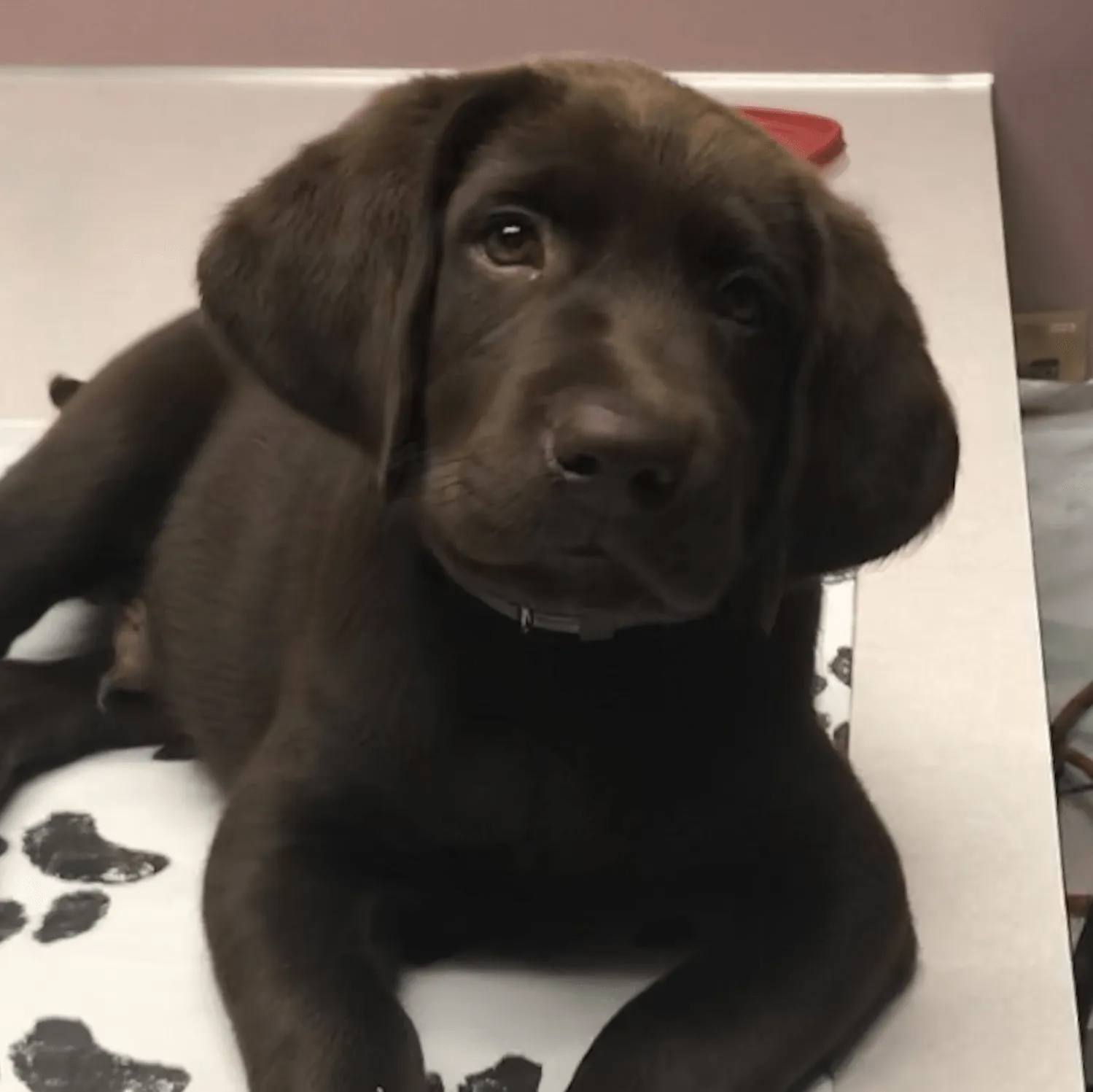 Chocolate Lab