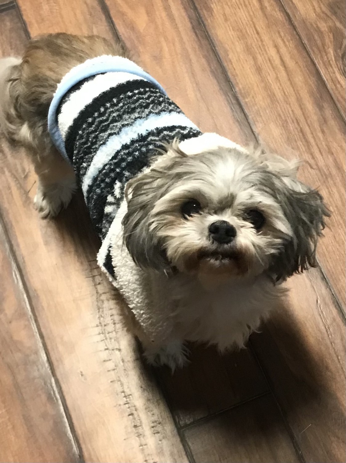 cute dog in sweater