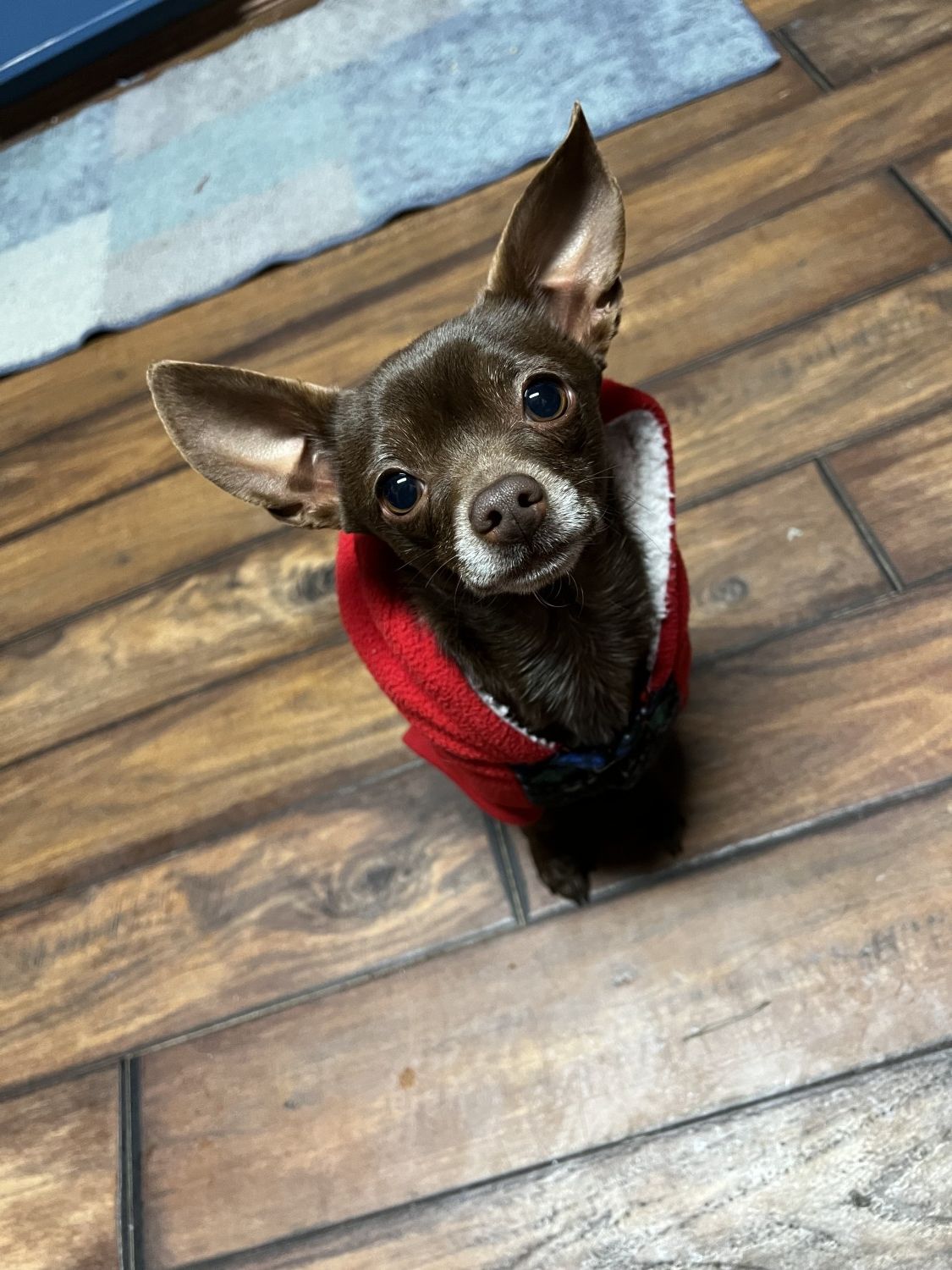 dog with a sweater