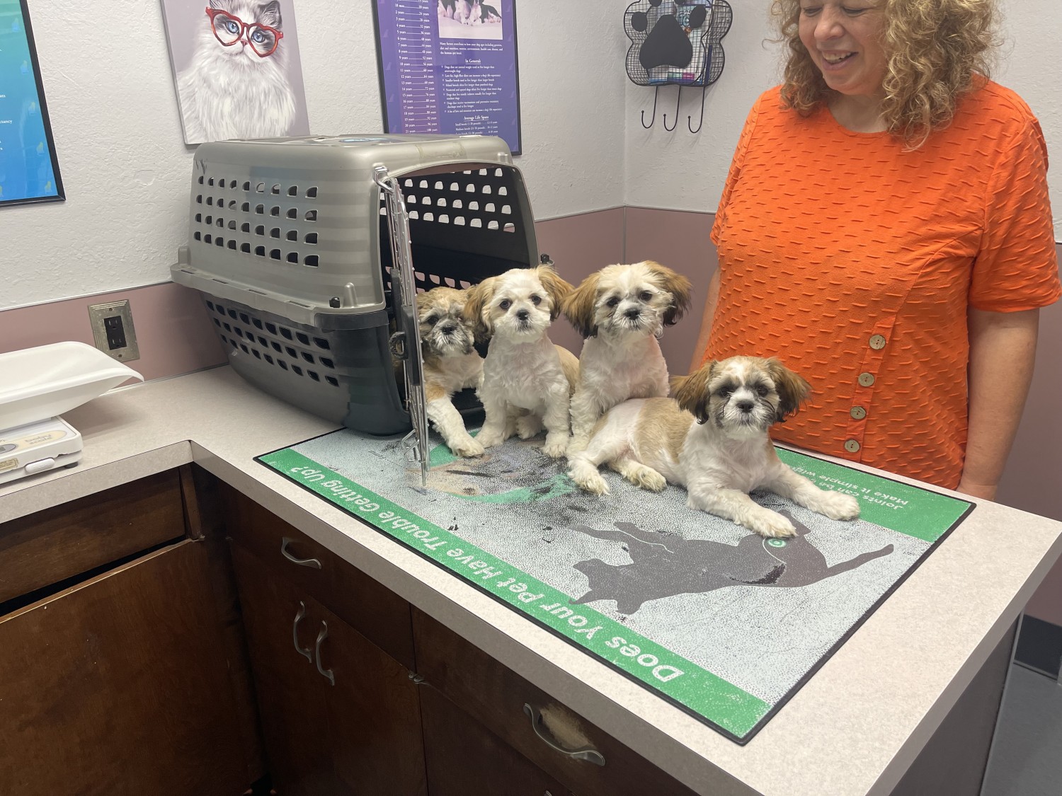 Puppies on exam table