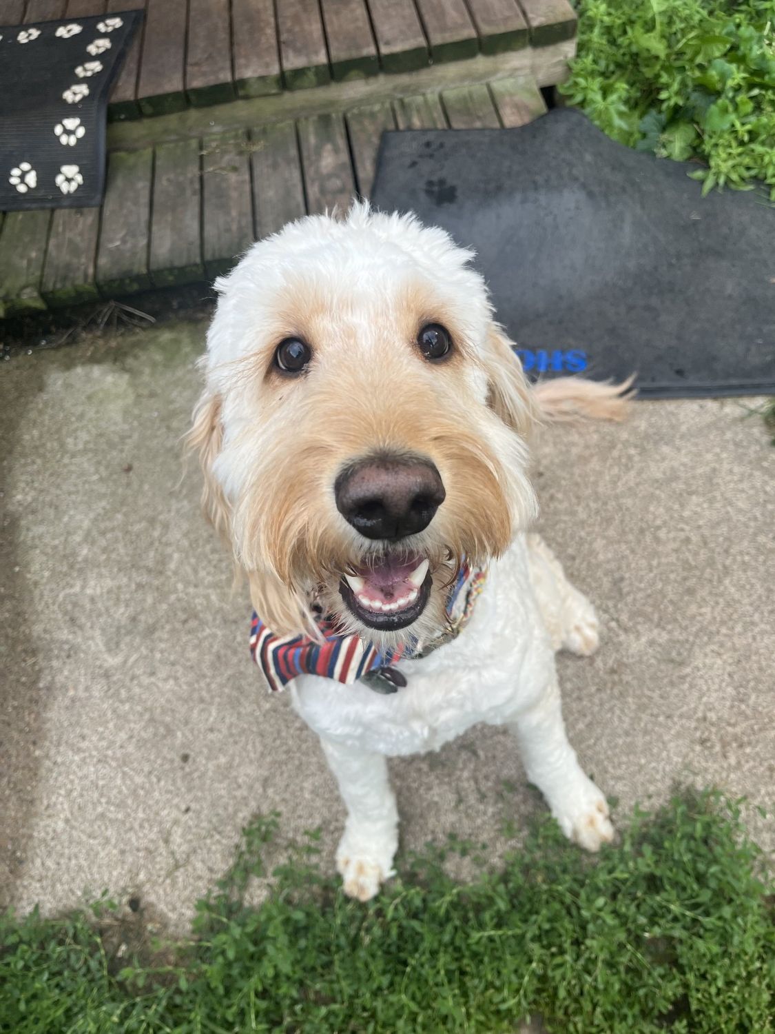 White dog with bowtie