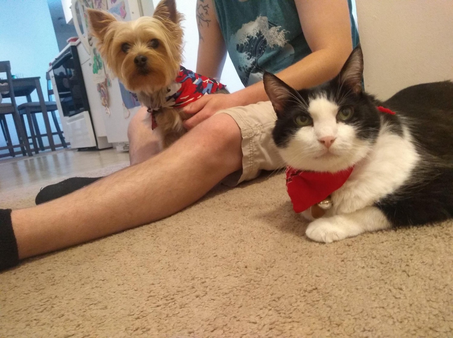 man sitting with cat and dog