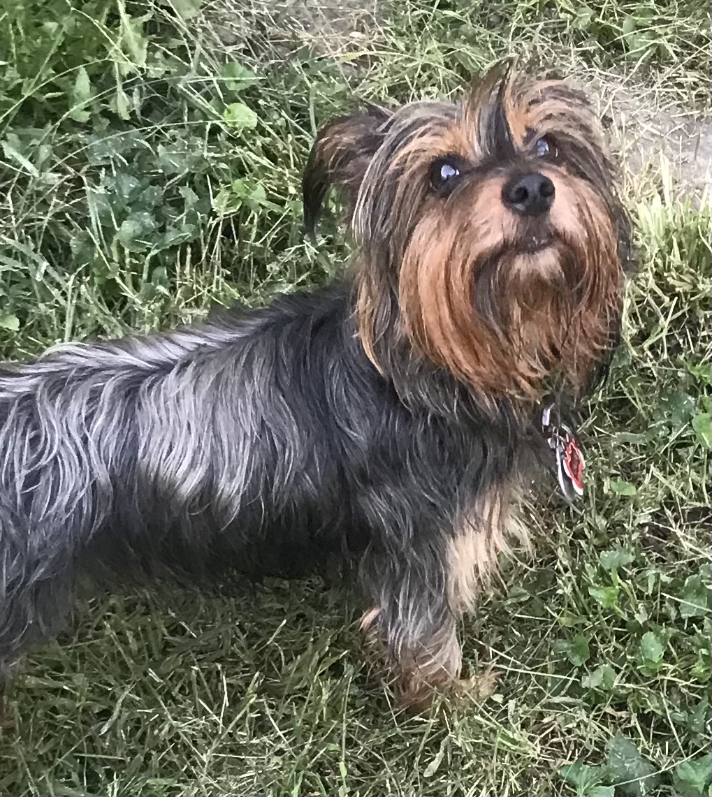 dog in grass