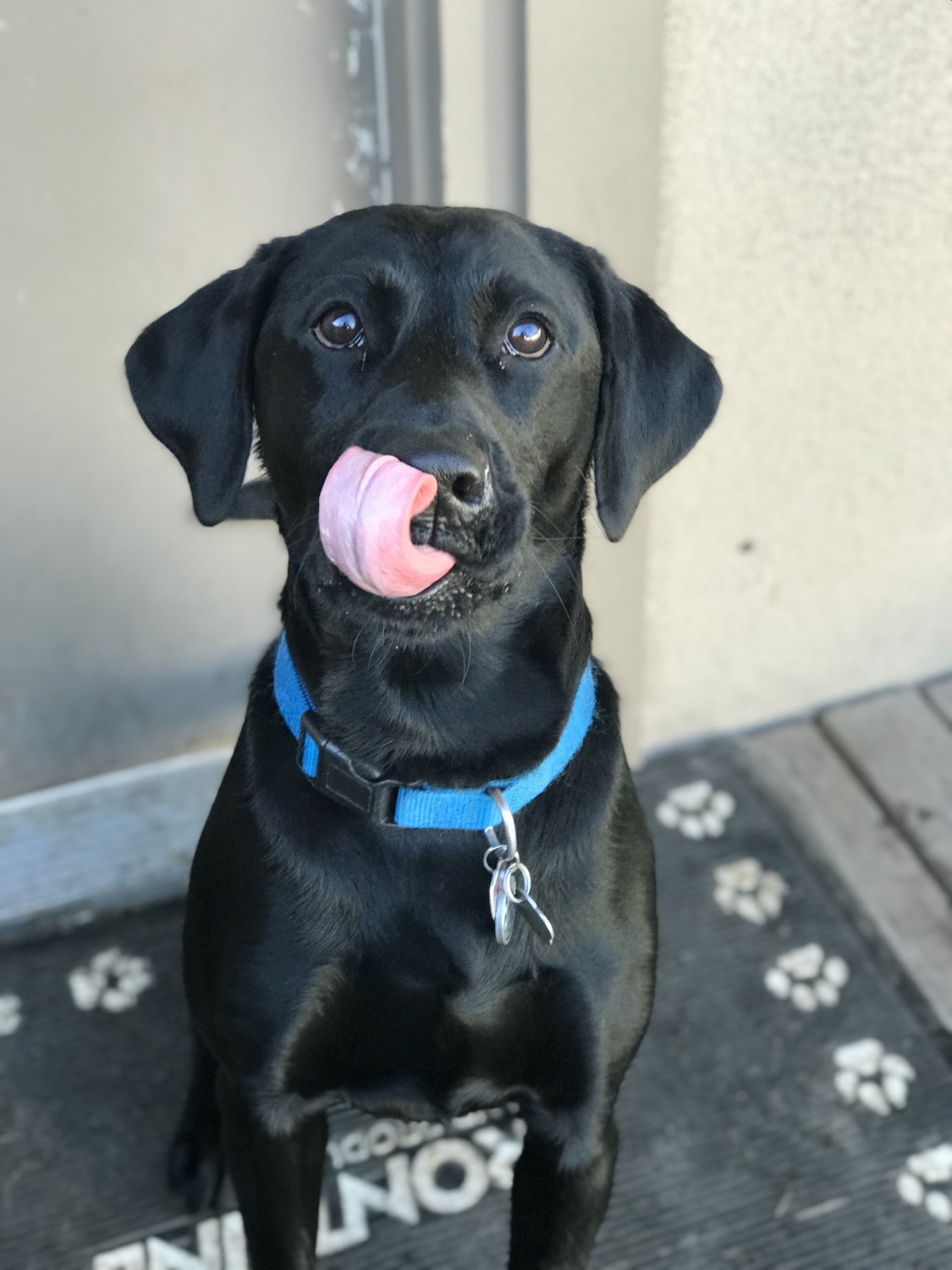 Black Lab