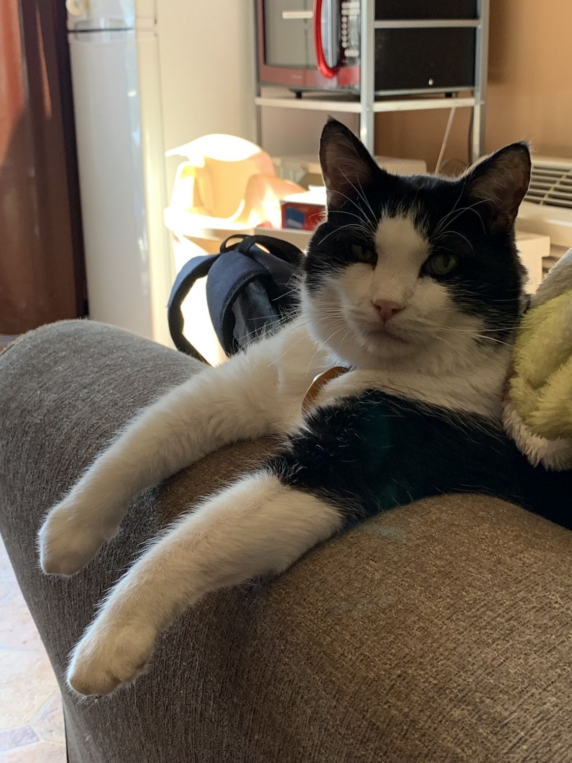 Cat hanging paws over couch