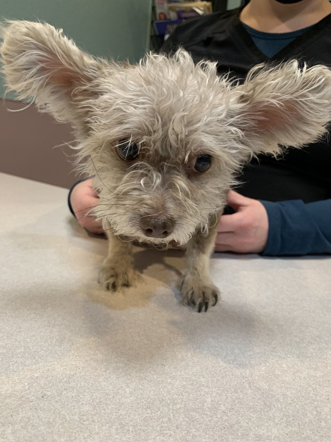 Dog with big fluffy ears