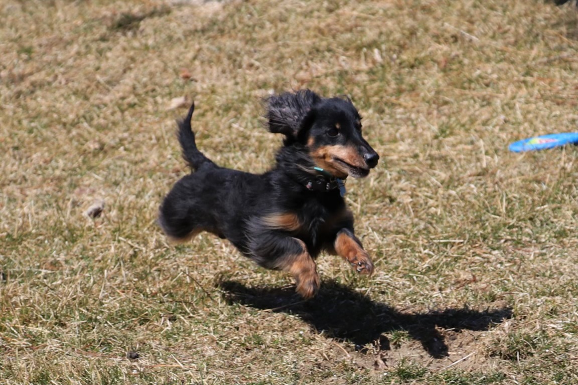 dog catching frisbee