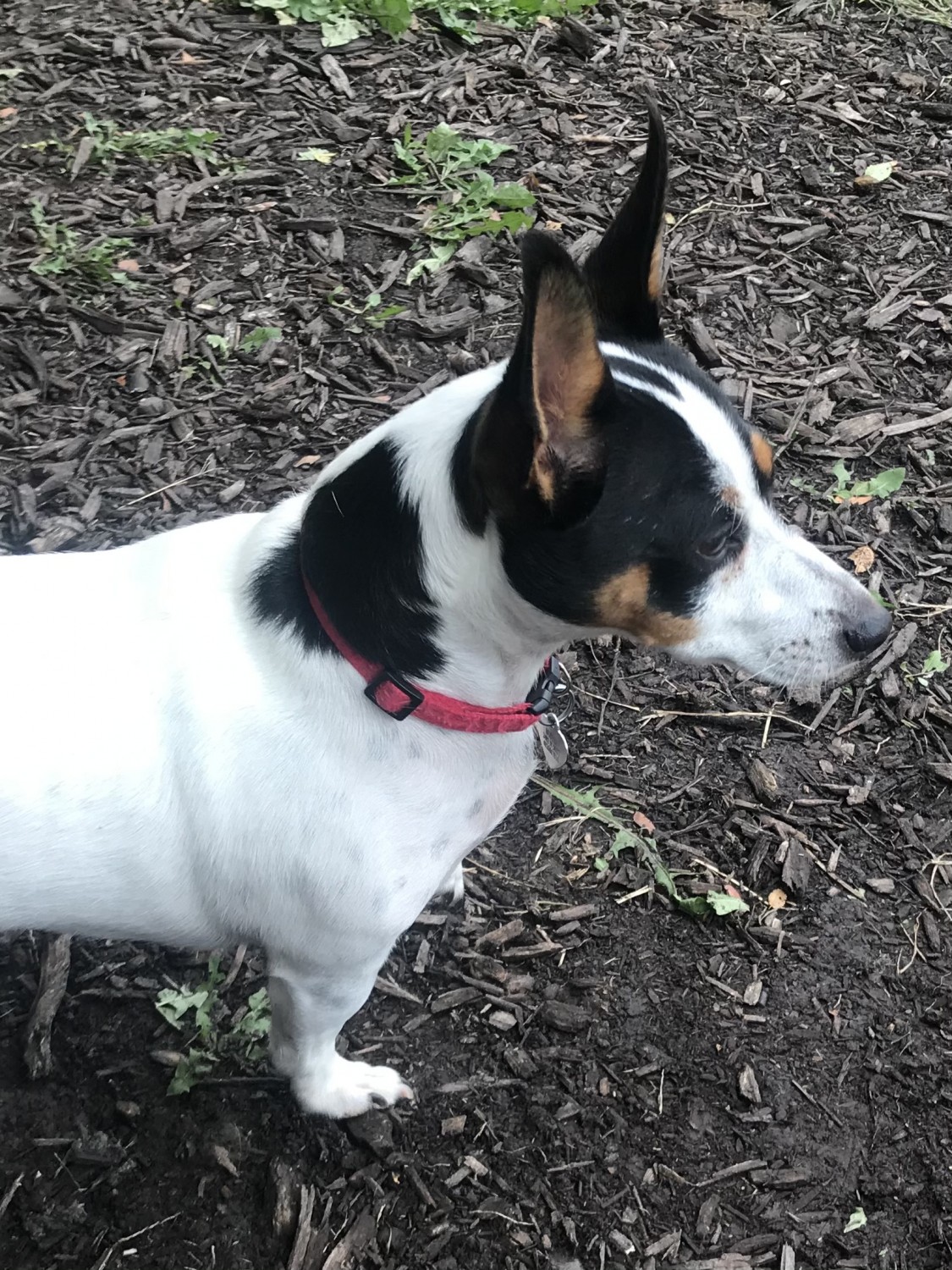 White and black dog with red collar