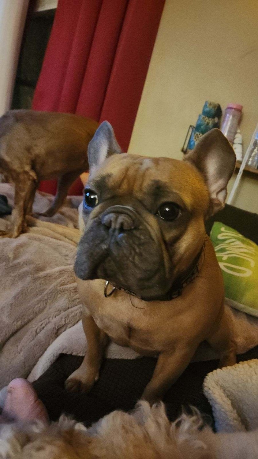 Brown Frenchie